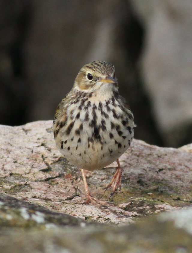 meadow Pipit