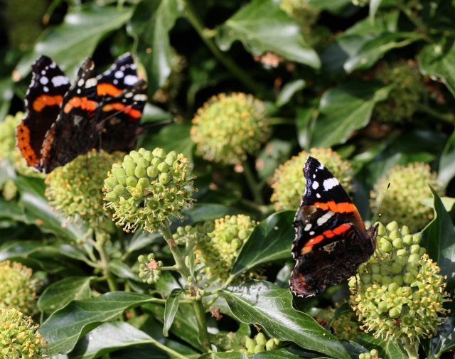 red-admiral-_4636