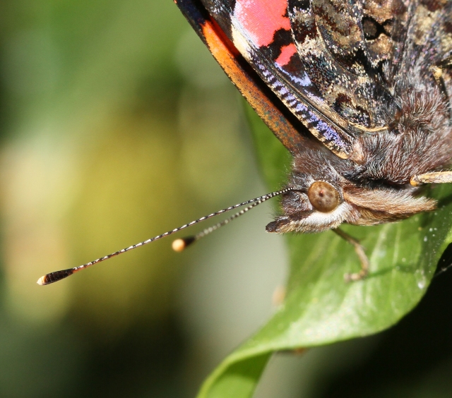 red-admiral_4597