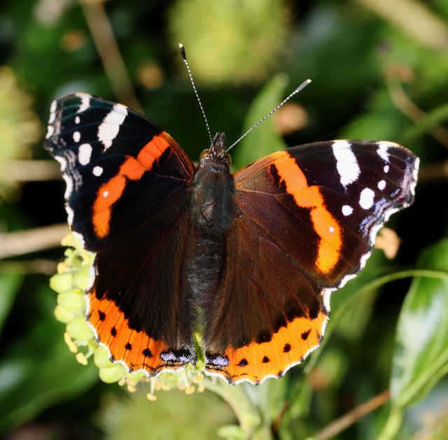 red-admiral__4628