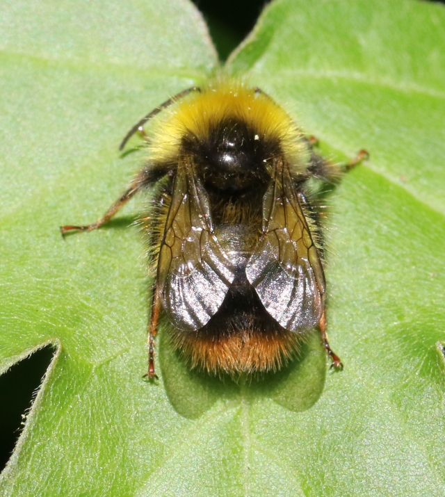 Male Bombus pratorum Early bumblebee DJJB4345